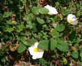 Cistus salvifolius